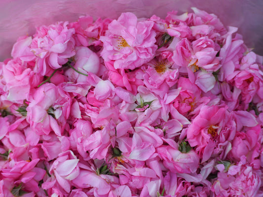 Agua de Rosa Damascena