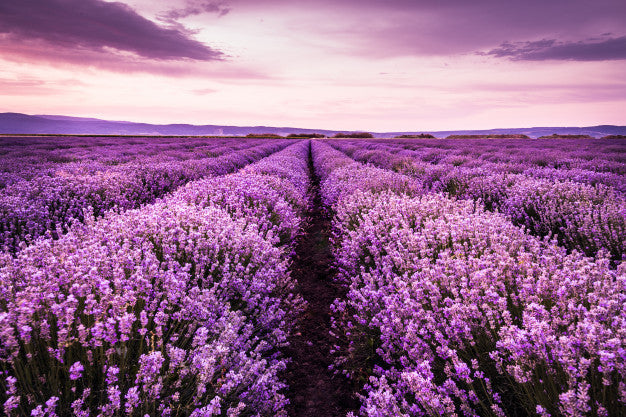 Productos con lavanda