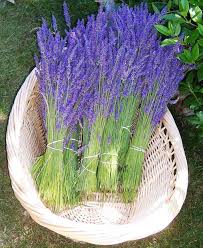 Ramillete de Lavanda