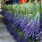Ramillete de Lavanda