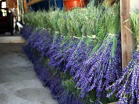 Ramillete de Lavanda